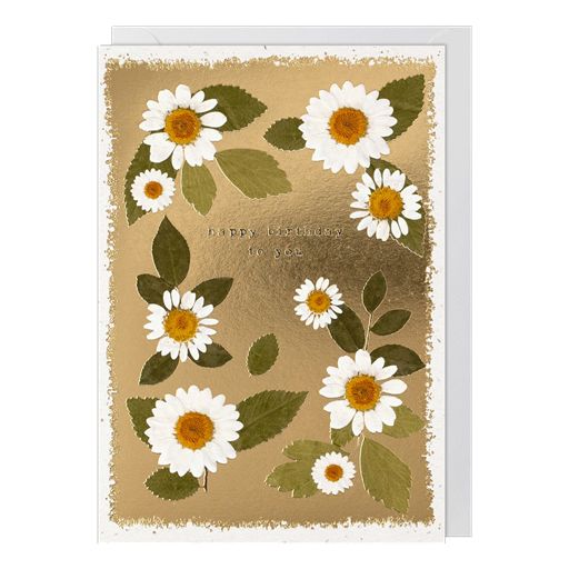 DAISIES