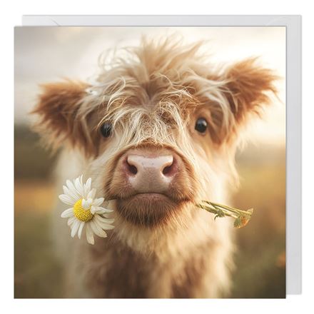 HIGHLAND COW