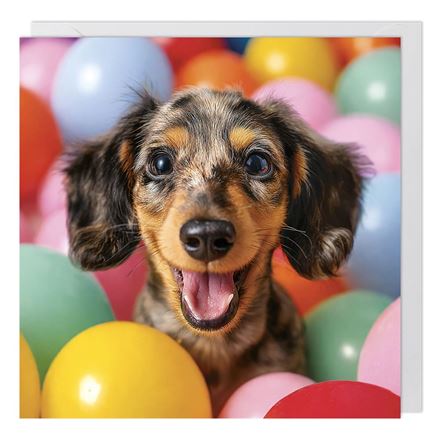 DACHSHUND